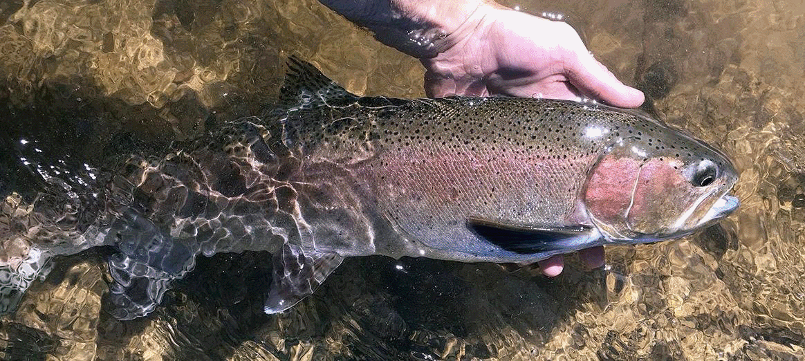 Rainbow trout flashing neon colors